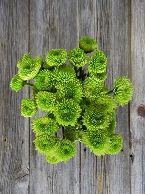 BUTTON GREEN POMPON